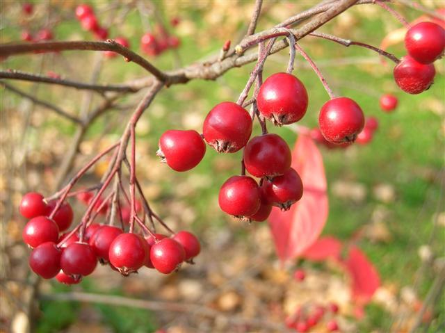 Red Chokeberry berries